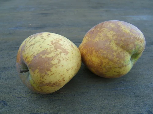 Apples A-Z — Devoto Gardens & Orchards